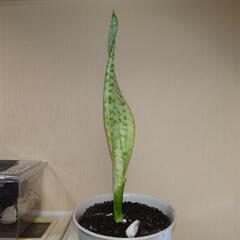 サンセベリア 極上斑入り フチ色なし