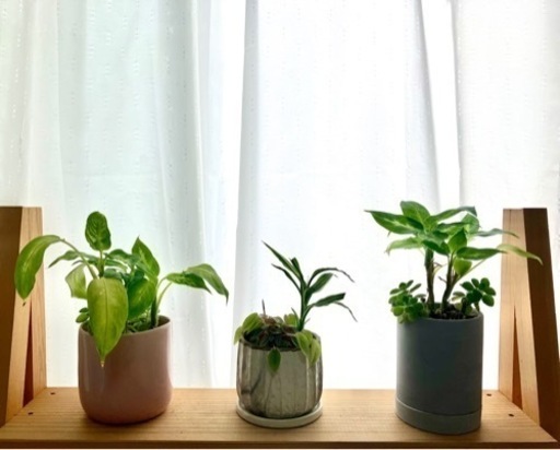 元気な観葉植物・寄植え③