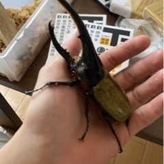 カブトムシ　ヘラクレスオオカブト