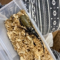 カブトムシ　ヘラクレスオオカブト