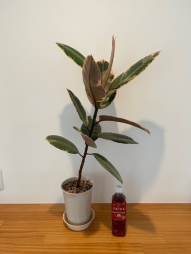 フィカス ルビー 約80cm 観葉植物