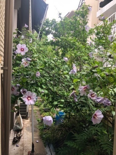 芙蓉　ふよう　植木　ガーデニング