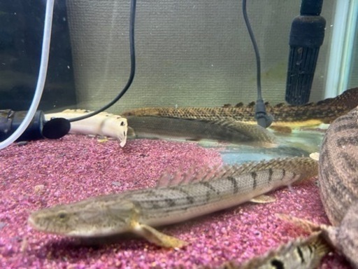 ポリプテルスコンギクス