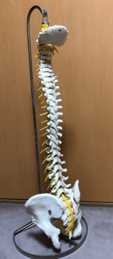 骨模型