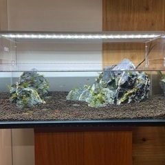 ADA水槽セット熱帯魚