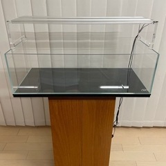 ADA水槽セット熱帯魚