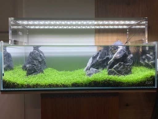 ADA水槽セット熱帯魚