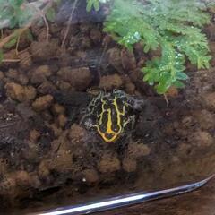 2匹セット❗バリアビリス ヤドクガエル ボーシャリッジツ