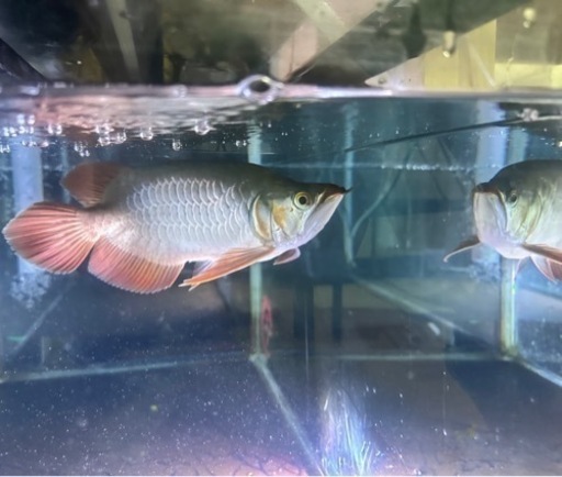 大型熱帯魚