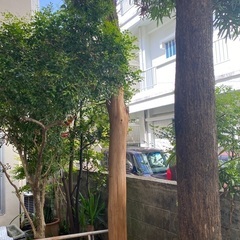 チャーギの木 10万→値下げ価格7万