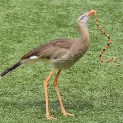 ノガンモドキ　日本の動物園には居ないらしいです