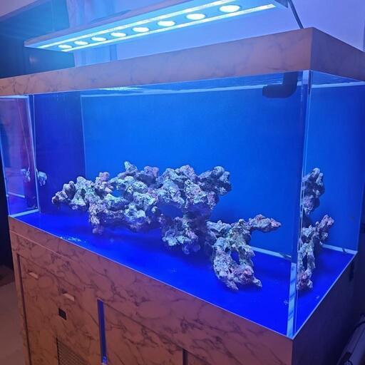 特注オーバーフロー水槽機材一式込み(海水魚)