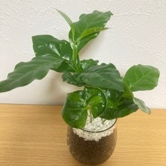 観葉植物　ハイドロカルチャー　