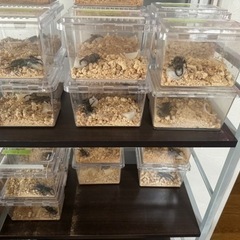 クワガタ・カブトムシ販売【産地：道央圏】発送用