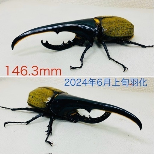 【売約済】ヘラクレスオオカブト　146.3㍉
