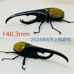 売約済】ヘラクレスオオカブト 146.3㍉