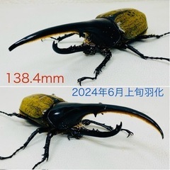 【売約済】ヘラクレスオオカブト　 138.4㍉
