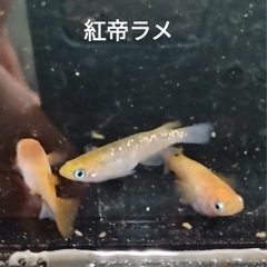 皇帝ラメメダカの卵25個＋α