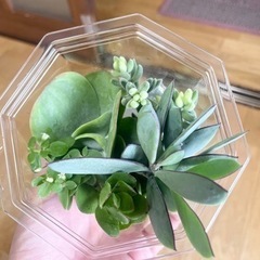 多肉植物詰め合わせ