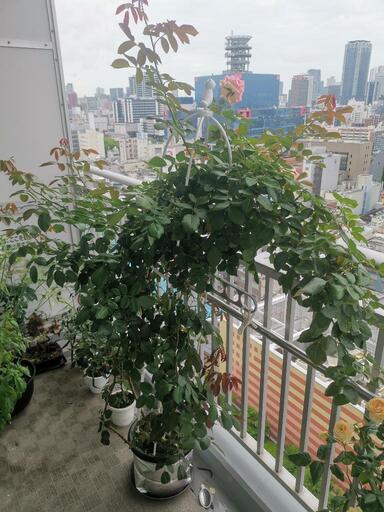 バラ ピエールドゥロンサール