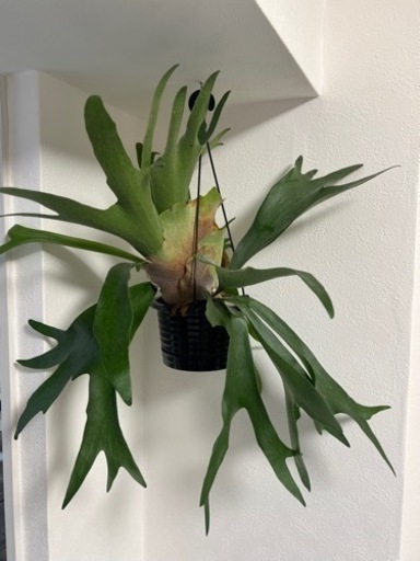 ビカクシダ コウモリラン 観葉植物