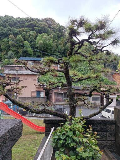 黒松