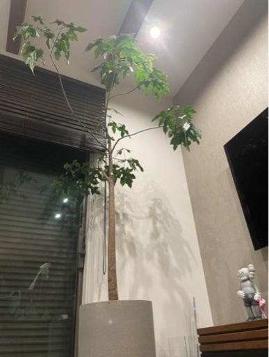 巨大　観葉植物　ブラキキトン\n