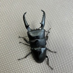 パラワンオオヒラタクワガタの中古が安い！激安で譲ります・無料で  