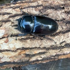 グランディス＋インドアンテ