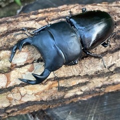 グランディス＋インドアンテ