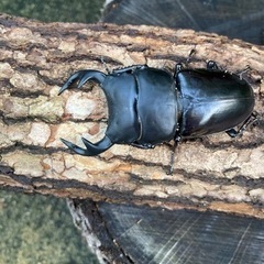 グランディス＋インドアンテ