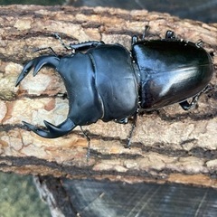 グランディス＋インドアンテ