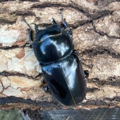 グランディス＋インドアンテ