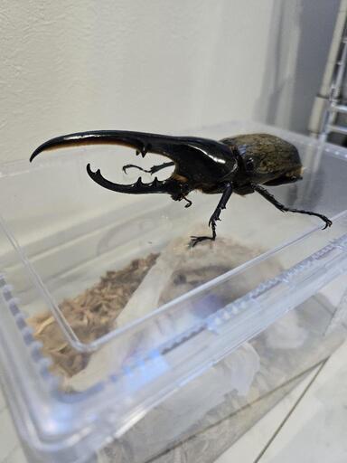 ヘラクレスオオカブト角まっすぐ！