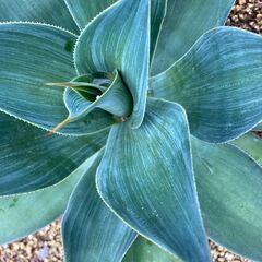 アガベ　ブルーフレイム　かなり珍しい品種