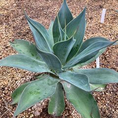 アガベ　ブルーフレイム　かなり珍しい品種