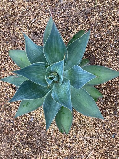 アガベブルーフレイムかなり珍しい品種 (TK) 大里のその他の中古  