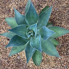 アガベ　ブルーフレイム　かなり珍しい品種