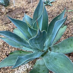 アガベ　ブルーフレイム　かなり珍しい品種