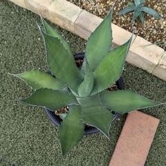 アガベ　サルミアナフェロックス大株　ドライガーデン即戦力！ アガベ サルミアナフェロックス大株 ドライガーデン即戦力！