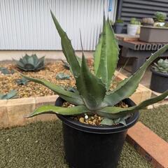 アガベ サルミアナフェロックス大株 ドライガーデン即戦力！
