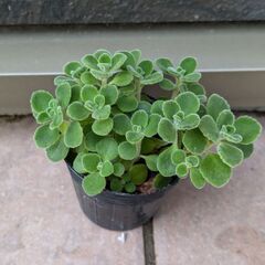 アロマティカス　多肉植物　観葉植物