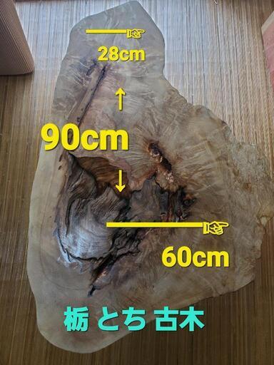 栃 とち古木