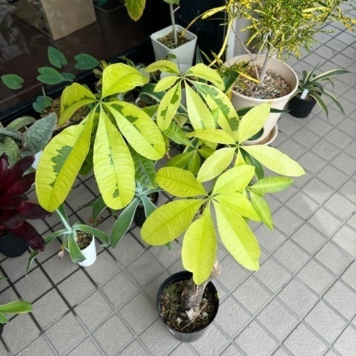 パキラ ムーンライト 斑入り 現品】斑入りパキラ パキラ ムーンライト