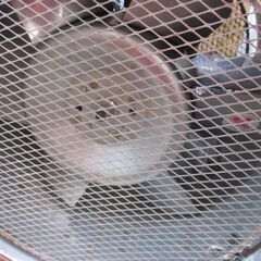 スイデン SJF‐300C‐1 送排風機 中古品 ダクト付 【ハンズクラフト宜野湾店】　