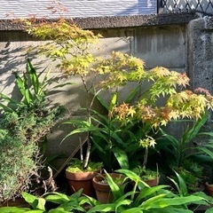 植木　大量　植木鉢　ガーデニング