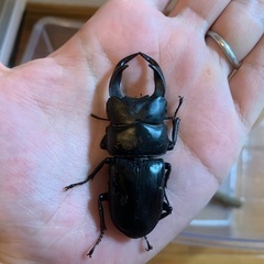 天然オオクワガタ（オス）