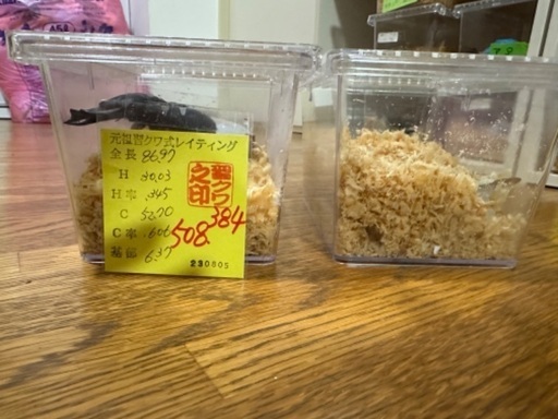 能勢YGオオクワガタ86mm60mm