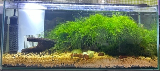 水槽セット