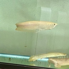 ⭐︎決まりました⭐︎ 個別売り可能です！値引き交渉OKです！ 淡水魚